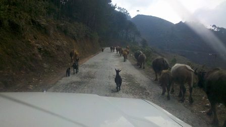 Local traffic on the roads