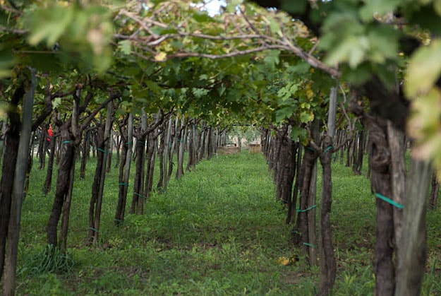 A view up between two grassy grapevine rows in a vineyard. The vines are covered in green leaves.