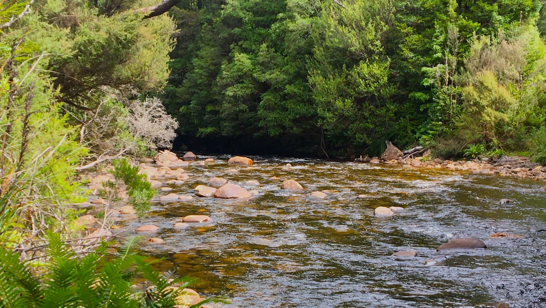 Upper reaches of the Franklin River.