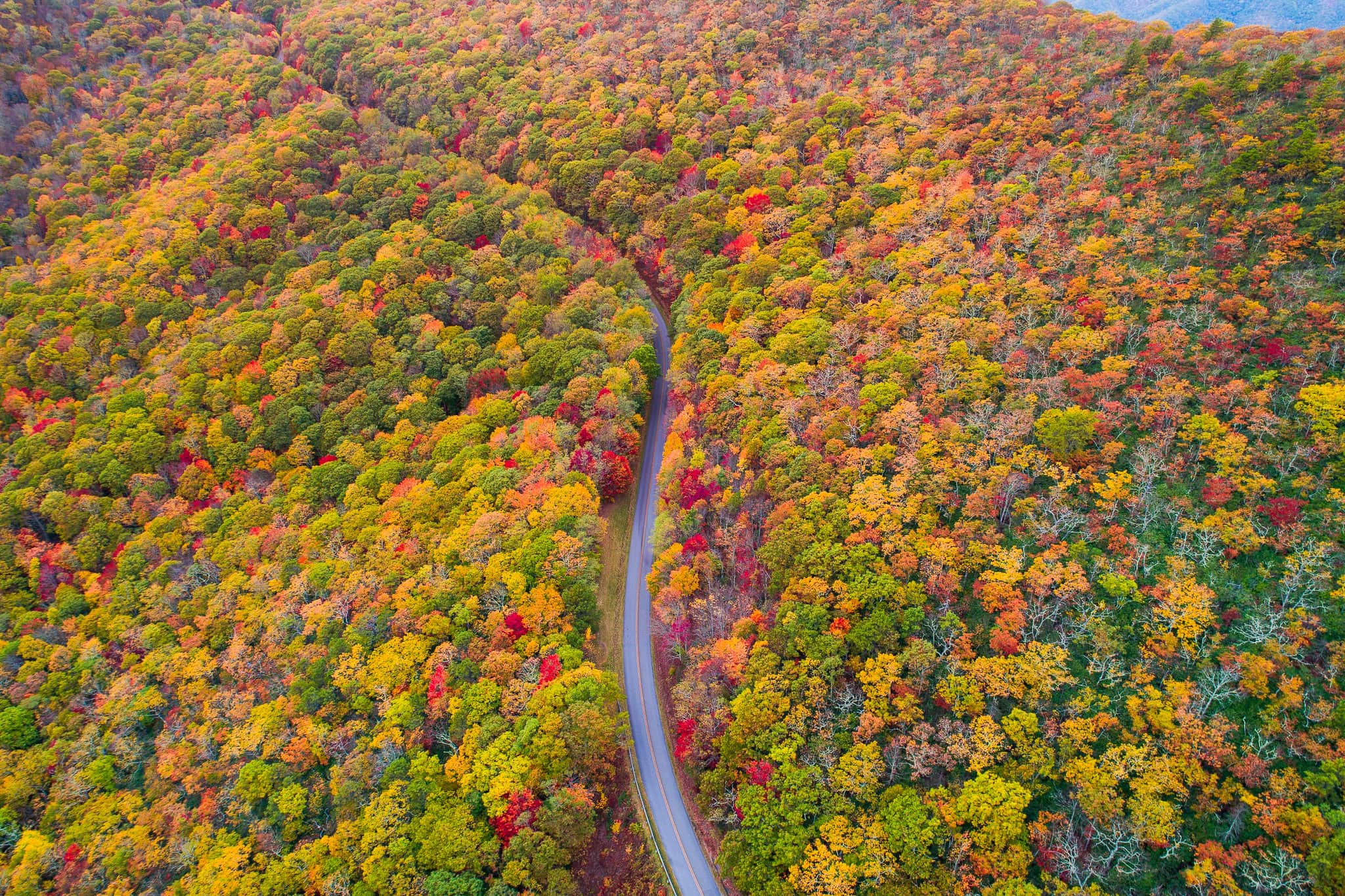 A road winds through an autumn forest.