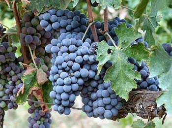 Don - Sangiovese
