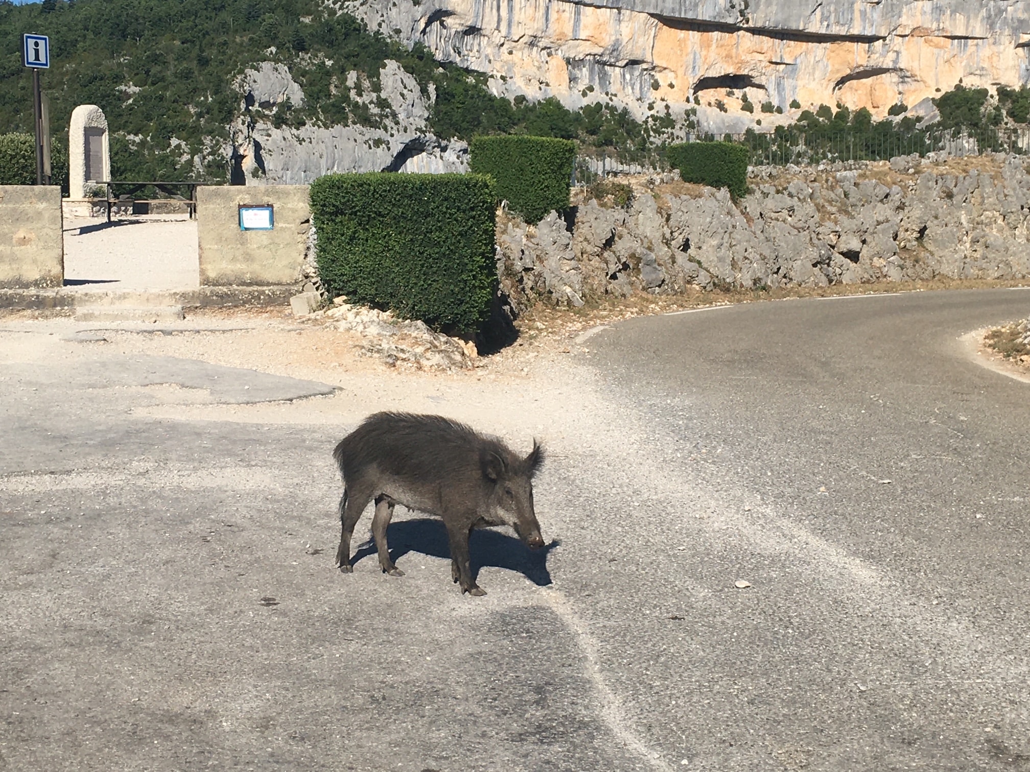 A wild boar on the side of the road.