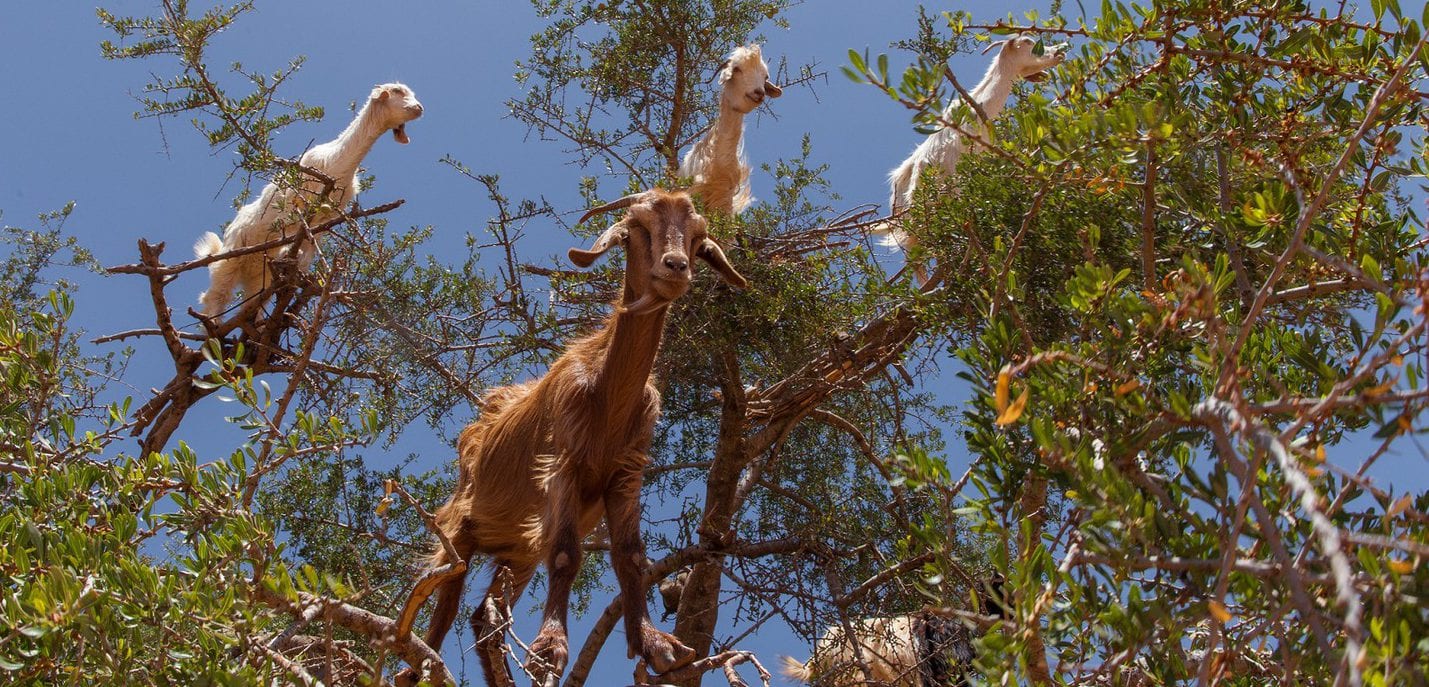 3 white and one brown goat stand perched high in a tree. Blue sky in the background above.