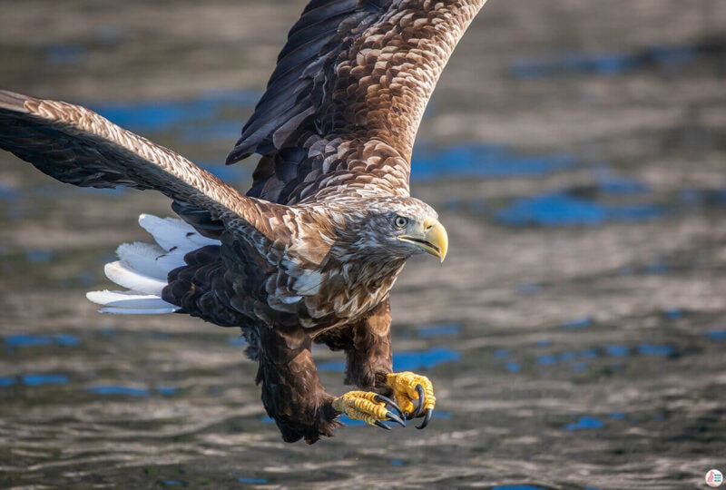 Eagle coming into land over the water