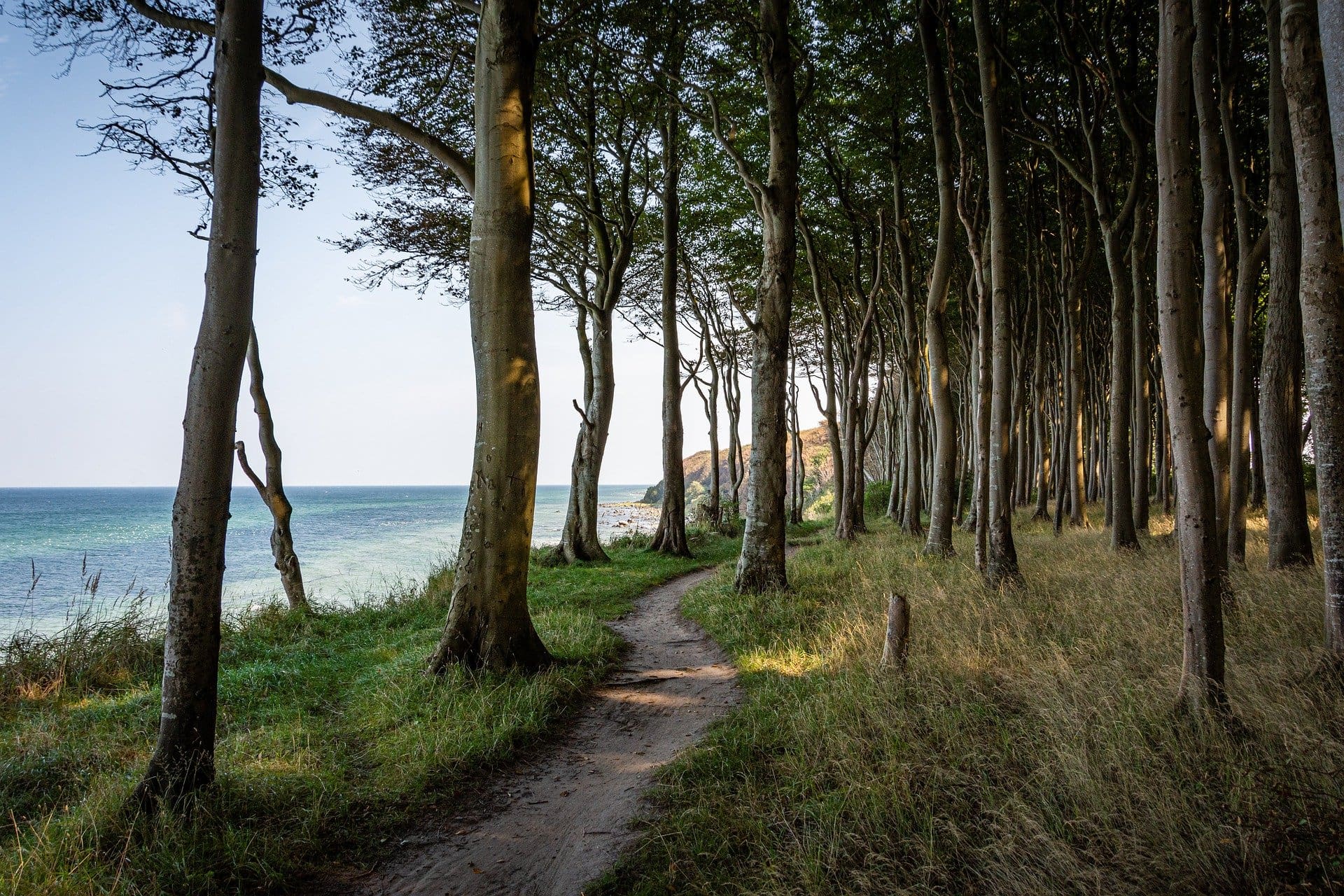 A small bike and walking trail wanders through a stand of birch trees along the coastline. The sea can be seen through the trees in the background.