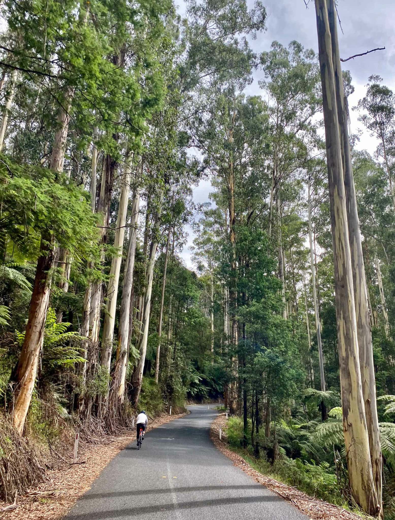 Riding through the tall Mountain Ash forest, Warburton.