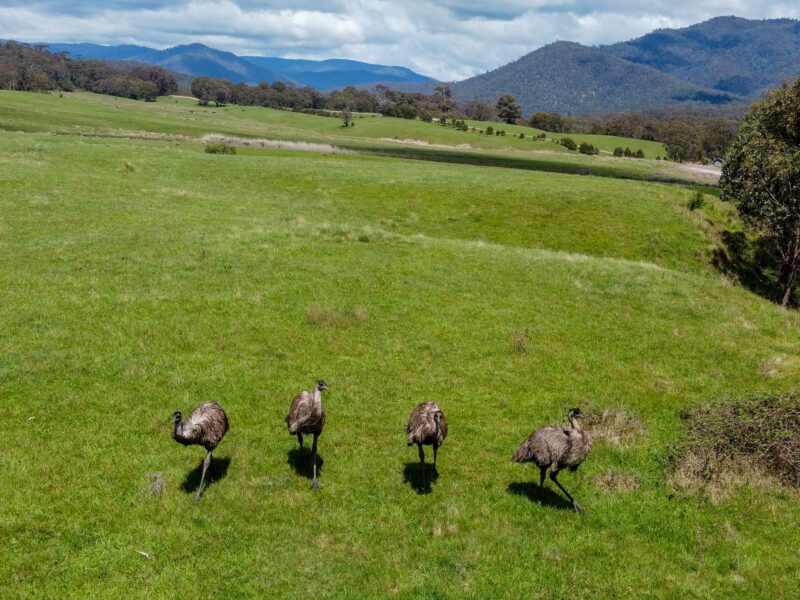 Four emus walking in a grassy field with rolling green hills and mountains in the background.