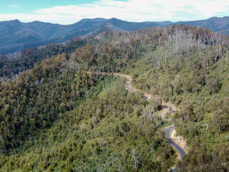 An aerial view of a winding road snaking through a mountainous, forested landscape. The forest consists of a mix of green trees and many bare, grey trees.