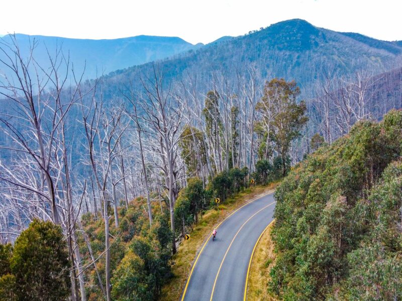 A lone cyclist wearing pink rides a bicycle on a winding mountain road. The road is bordered by dry, bare trees on one side and green trees on the other, with a large, hazy mountain in the background.