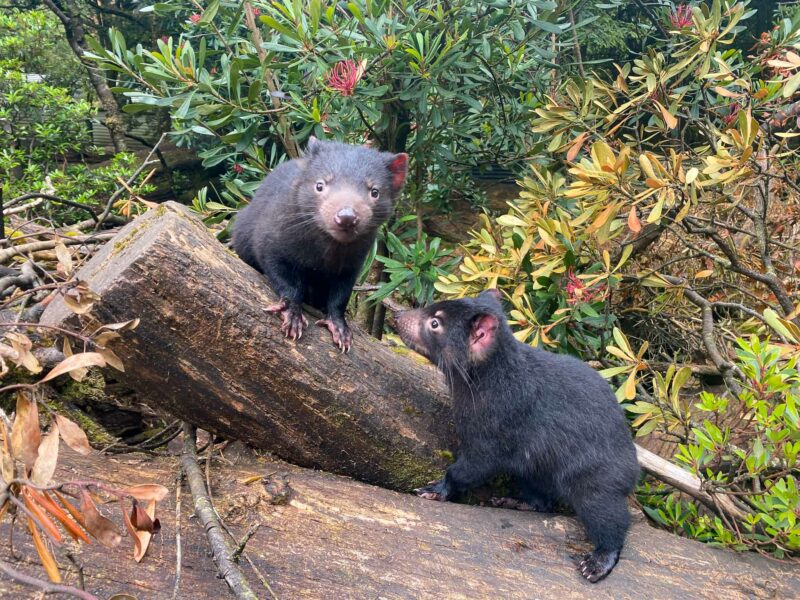 Two Tasmanian devils standing on and next to a fallen log in a leafy, wooded area.