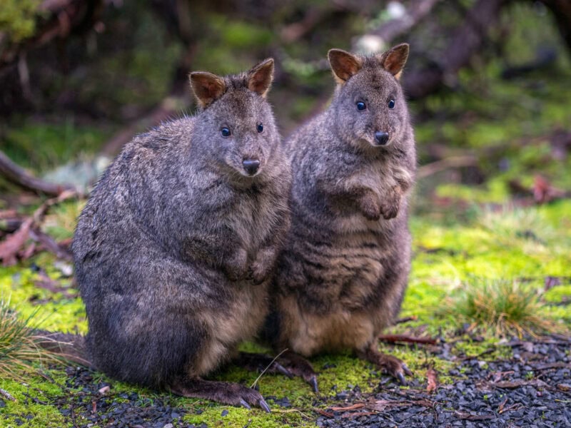 Two pademelon wallabies, standing side-by-side in a forest of mossy rocks and ferns, Tasmania.
