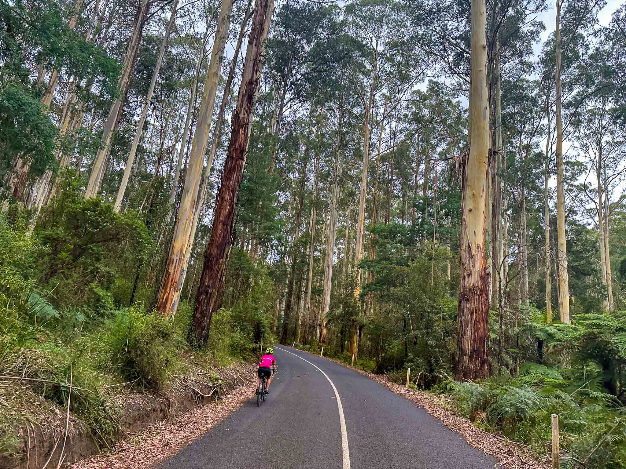 A cyclist rides through a forest of Mountain Ash in the Yarra ranges