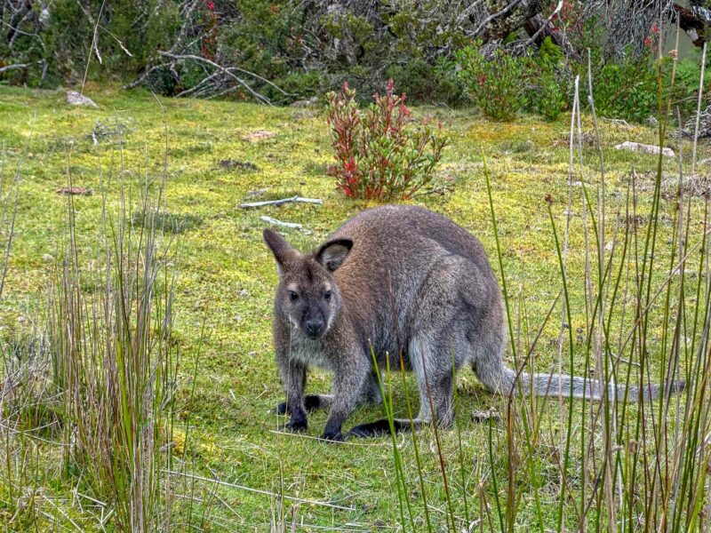 A small grey wallaby with a black nose and a reddish tinge on its shoulders, crouches looking at the camera, among it's green Tasmanian alpine surroundings