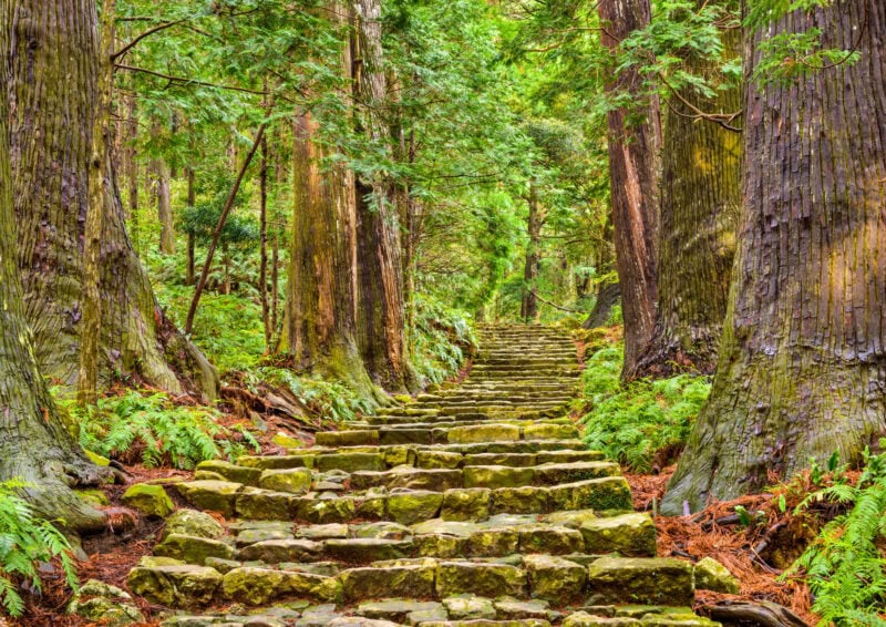 A stone staircase ascends through the centre of the image surrounded by tall leafy trees.