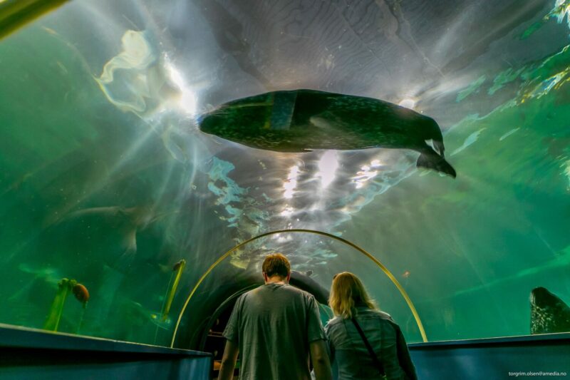 A couple walk through a glass tunnel in an aquarium, with a giant fish swimming above them.