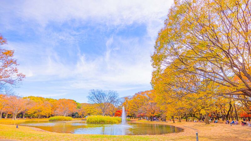 A small lake is surrounded by trees with yellow autumn leaves with a blue cloudy sky. in the background.