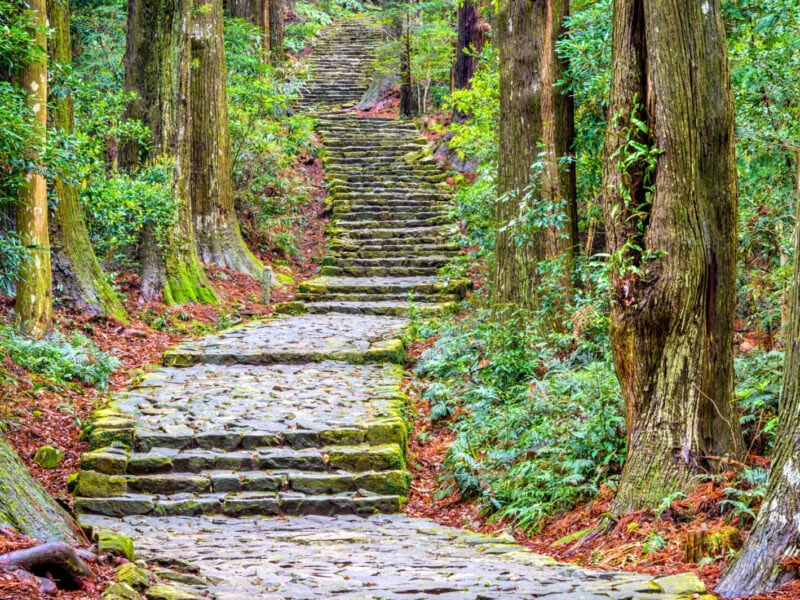 A stone path winds up through a wooded area. There are a series of steps along the path as it rises up the gentle slope of the hill.