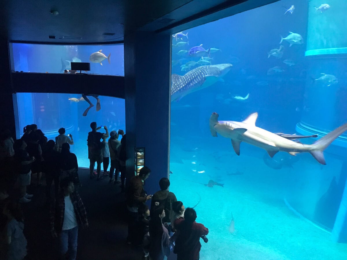 A hammer head shark is seen swimming in the aquarium amongst a variety of sharks and fish and one diver. People can be seen taking photos near the glass walls and standing in the background.