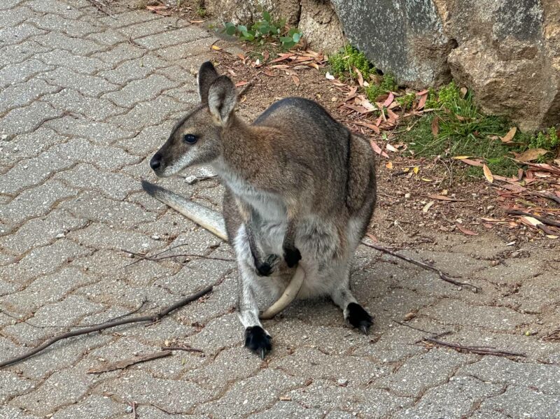 A grey wallaby with tail visible of joey in pouch standing on a path near rocks and greenery.