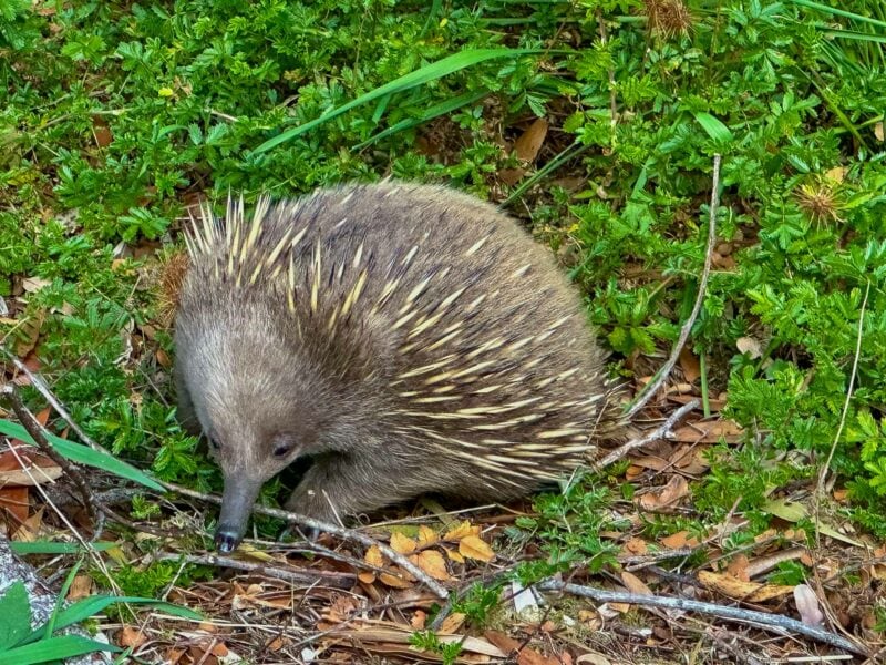 Echidna foraging among green plants and leaves on the forest floor.