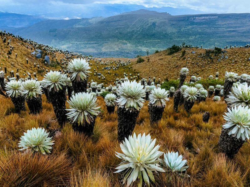 Páramo landscape filled with silvery frailejones plants under cloudy skies.