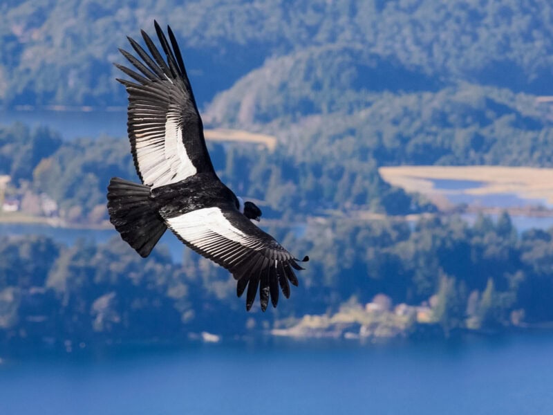 Andean condor soaring with wings spread wide over lakes and mountains.
