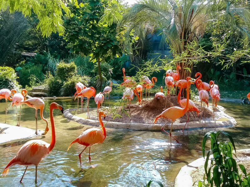 Flock of vibrant pink flamingos wading in a shallow lagoon surrounded by palm trees and lush greenery.