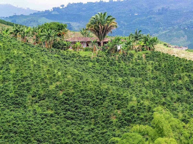 Traditional farmhouse surrounded by dense green coffee plantations on rolling hills in Manizales, Colombia.