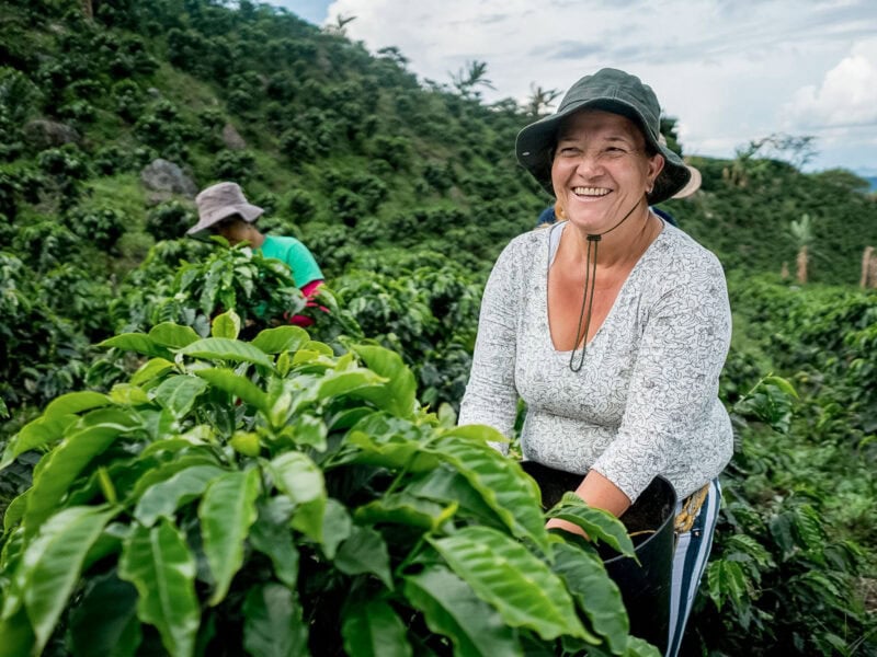 Smiling woman in a wide-brimmed hat harvesting coffee cherries among lush green plants on a hillside farm.