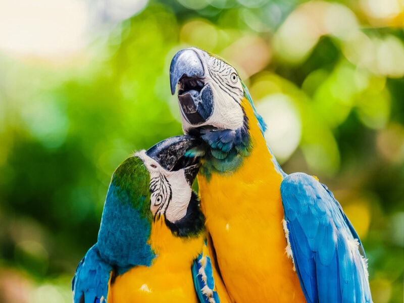 Two colourful blue-and-yellow macaws perched closely together, one preening the other.