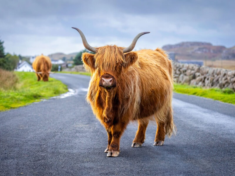 Two Highland cattle with long coats grazing beside a rural road lined with grass and a low stone wall on a cloudy grey day.