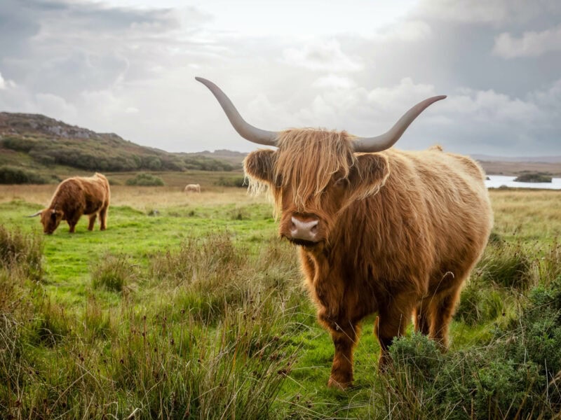 Reddish brow, shaggy-haired Highland cow with curved horns standing in open pasture under a cloudy sky.