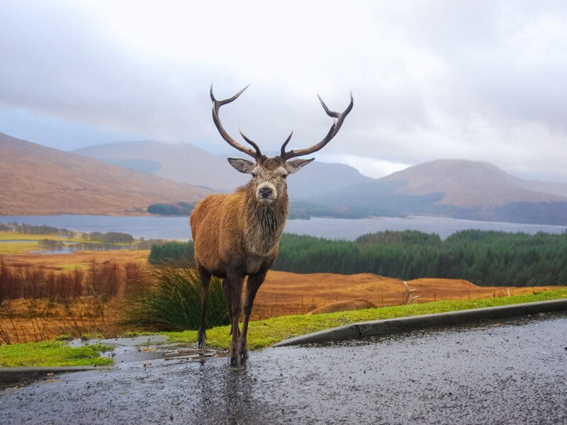 A large red deer stag stands on a Highland road, antlers raised high, with misty hills rolling into the distance.