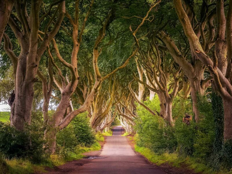 An enchanting tree tunnel created by ancient beech trees with intertwining branches, casting dramatic shadows, famously known as the Dark Hedges.