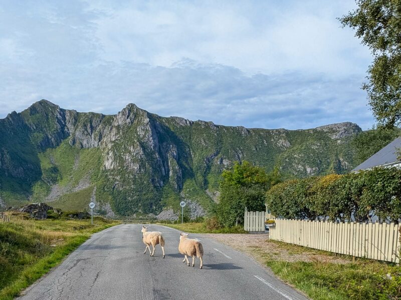 Two sheep walking along a quiet rural road with dramatic green mountains rising in the background.