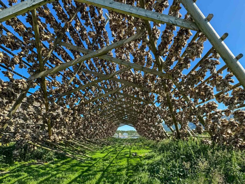 Wooden racks filled with rows of drying fish, casting shadows on the grass beneath a bright blue sky.