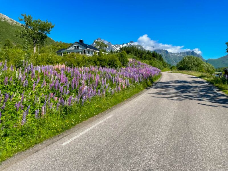 Roadside covered in vibrant purple lupines with mountains and blue sky in the background.