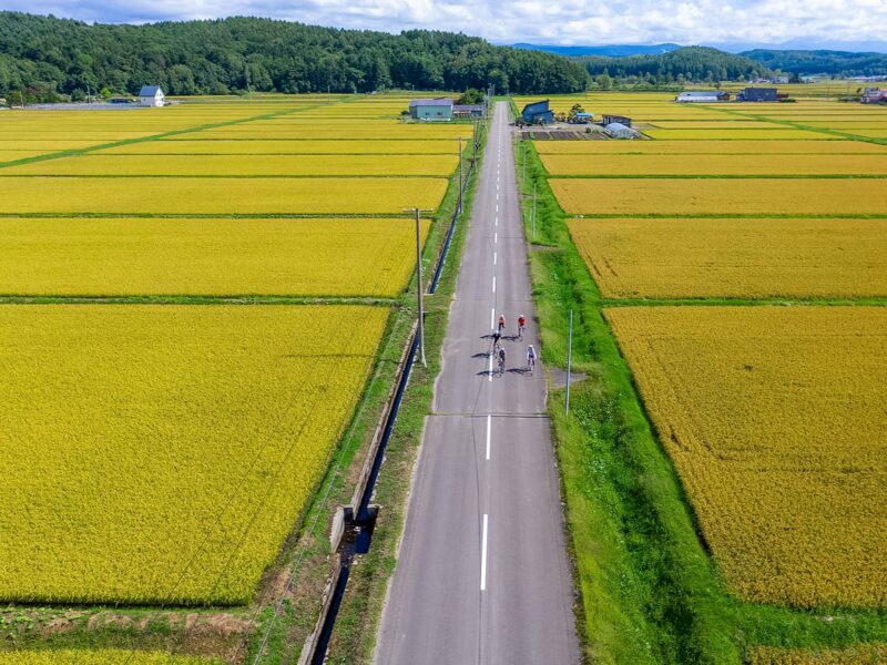 Aerial view of cyclists riding a long straight road lined with golden rice fields stretching to the low hills and mountains to the horizon. Farm building can be seen dotting the landscape.