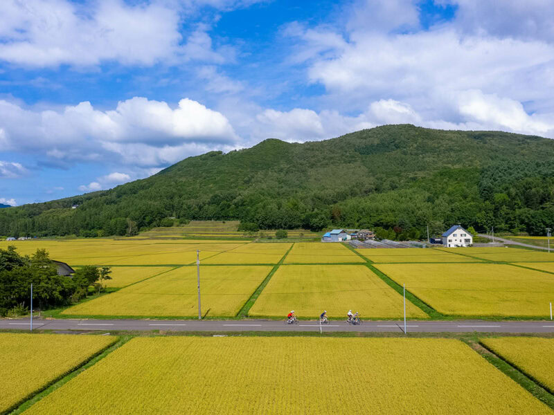 Cyclists riding along a narrow road that cuts between golden rice fields at harvest time, with forested hills in the background.