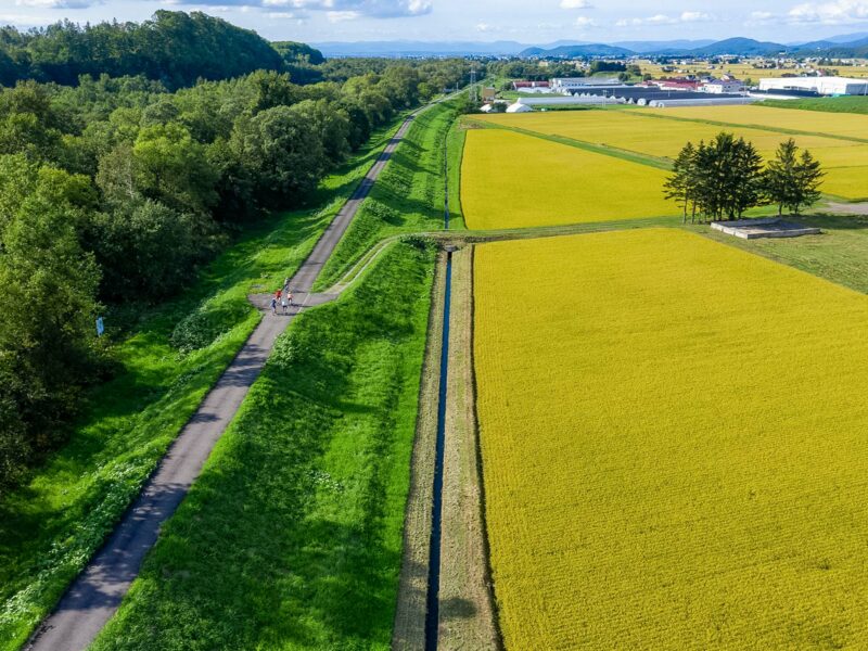 Group of cyclists riding a narrow paved path between the bright green forest on one side and golden rice paddies on the other. Scattered buildings and mountains in the distance.