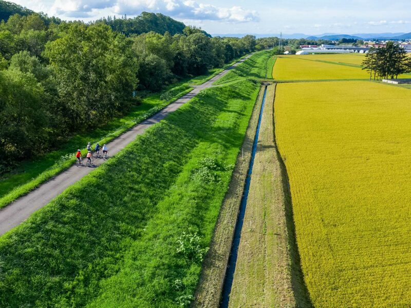 Group of cyclists riding a narrow paved path between the bright green forest on one side and golden rice paddies on the other. Buildings and distant mountains in the background.