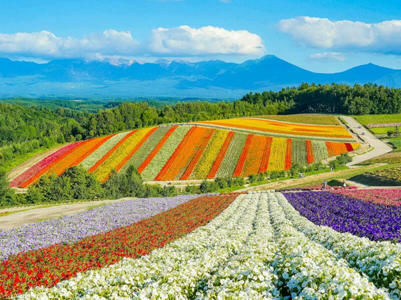 Wide bands of white, purple, red, orange, and yellow flowers sweeping across rolling farmland, with green forests and a distant mountain range under a bright blue sky with scattered clouds.