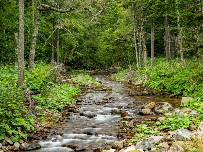 Shallow mountain stream winding over smooth rocks through a dense green forest, with moss and undergrowth along the banks.