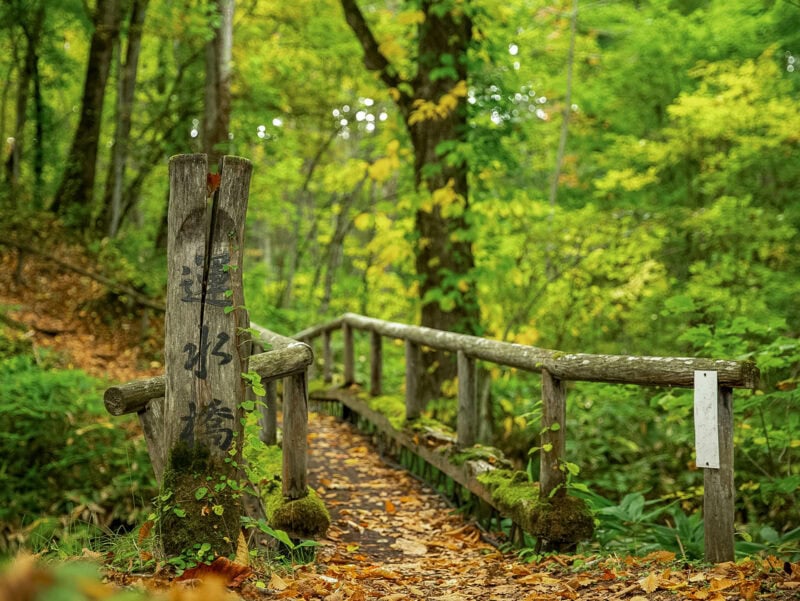 Wooden handrail lines a narrow timber footbridge with plank decking, crossing a narrow stream beneath a dense green canopy.