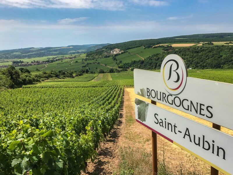 Bourgogne Saint-Aubin vineyard overlooking rolling countryside