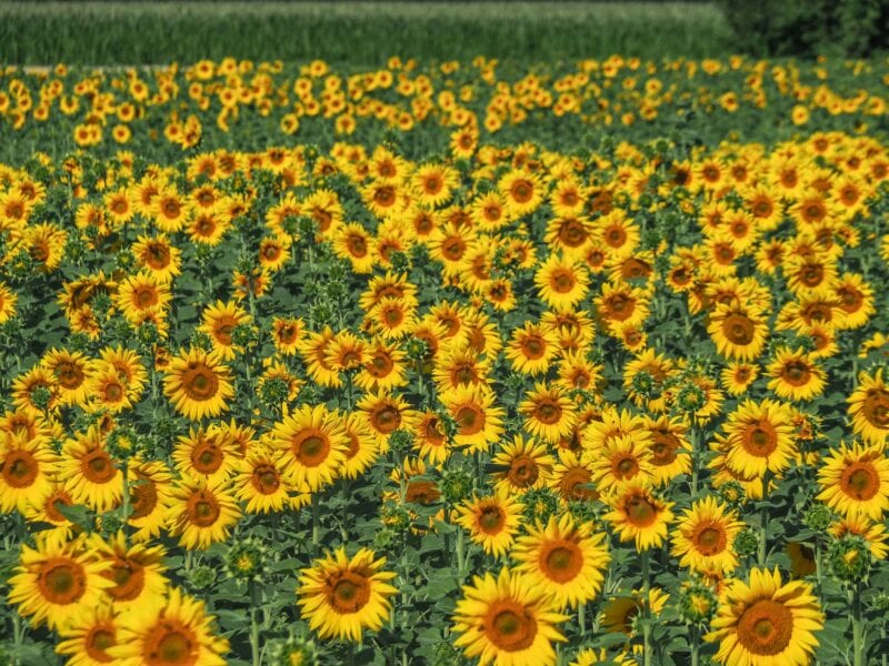 Vast field of blooming sunflowers
