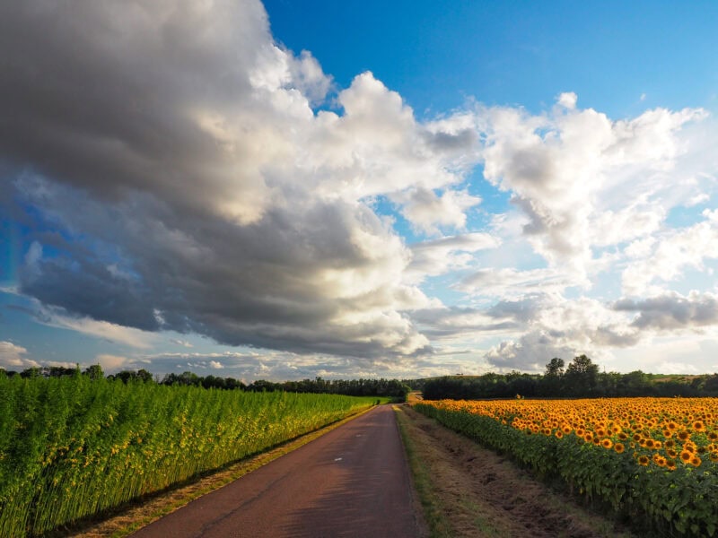 Country road between crops and sunflowers
