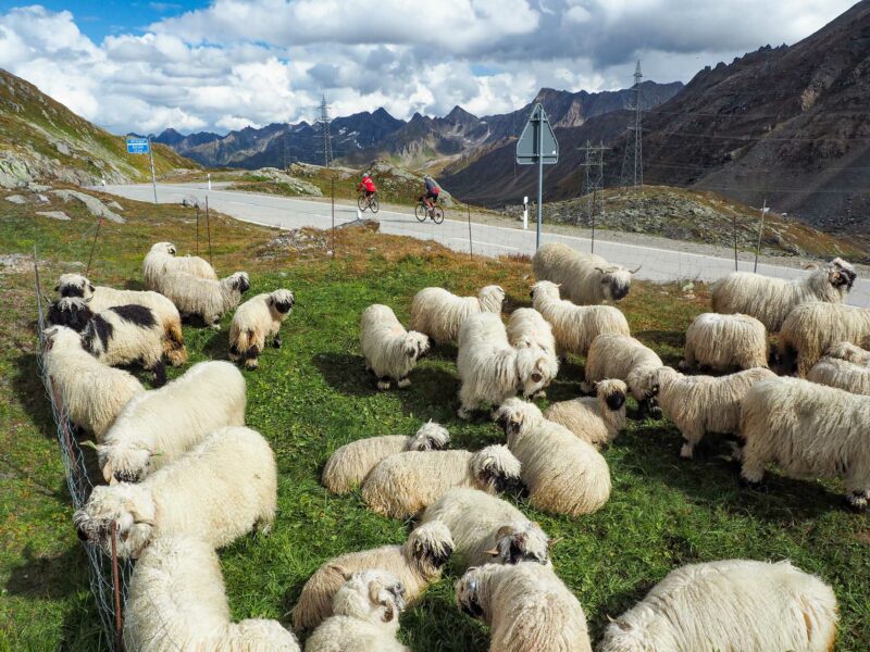 Sheep grazing beside alpine road with cyclists