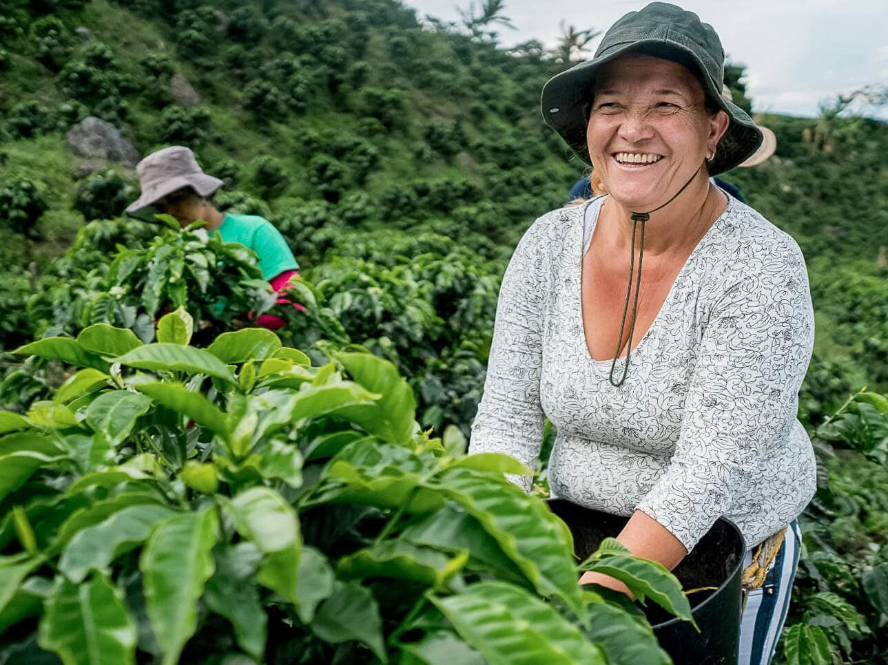 Coffee farmer harvesting beans in Colombia's Coffee Triangle, on the Bolivar cycling tour